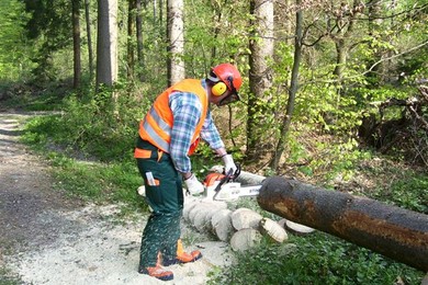 Grundlagen der Motorsägenarbeit (Modul A)