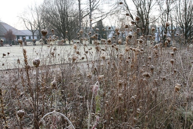 Bild: Struppige Wildstaudenfläche im Winter: Die Samen in den vertrockneten Blütenständen bieten Vögeln Nahrung und in den Stängeln richten Insekten ihre Nistquartiere ein. Foto: NABU/A. Marquardt