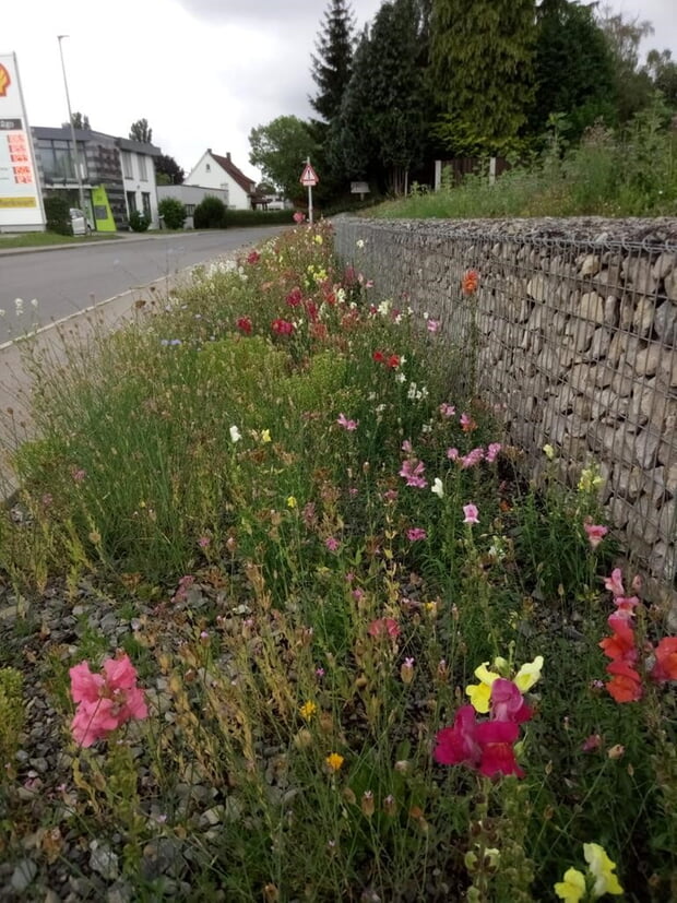 Bild: Wilde Frühblüher wie der Blaustern bieten Schmetterlingen und Wildbienen schon früh im Jahr den für sie so wichtigen Pollen und Nektar. Foto: Gemeinde Ilsfeld